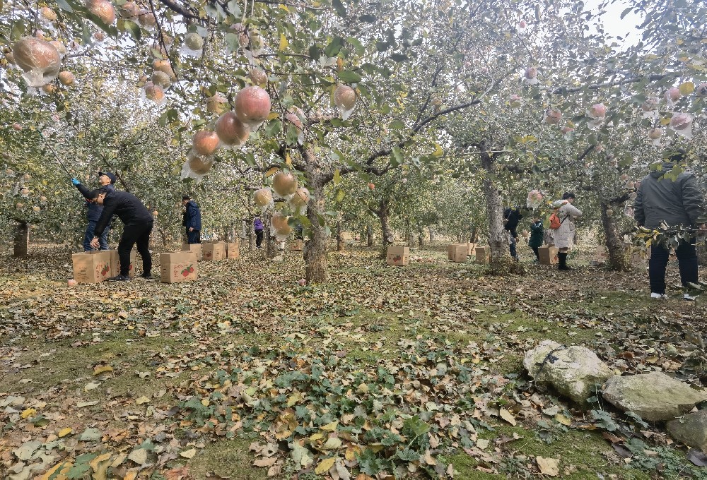 心有暖意 前路無(wú)寒   公司組織團建及助農扶農活動(dòng)之摘蘋(píng)果